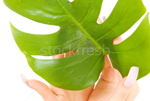 female hands with green leaf Stock photo © dolgachov