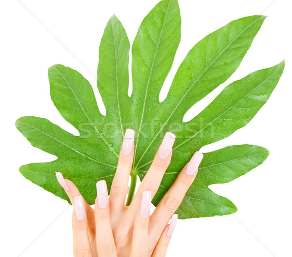 female hands with green leaf Stock photo © dolgachov