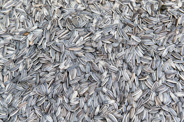 sunflower seeds texture Stock photo © dolgachov