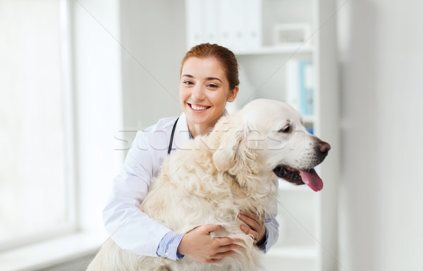 Heureux médecin retriever chien vétérinaire clinique [[stock_photo]] © dolgachov