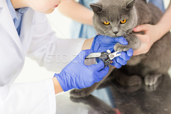 close up of vet with clipper cutting cat nail Stock photo © dolgachov