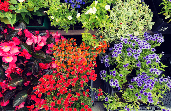 Foto stock: Flor · plántulas · calle · mercado · jardinería