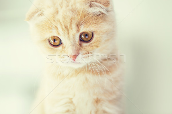 close up of scottish fold kitten Stock photo © dolgachov