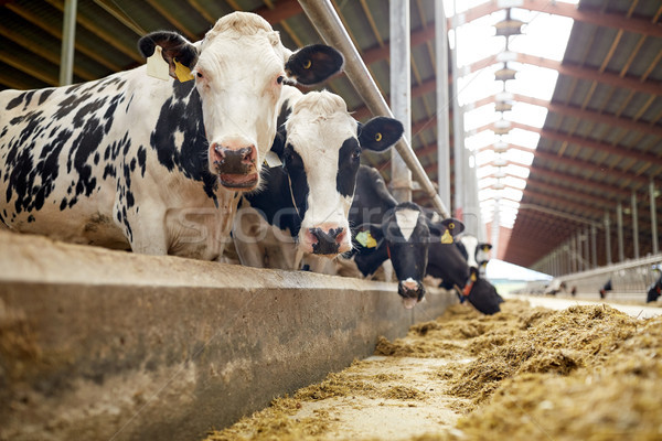 Nyáj tehenek eszik széna tejgazdaság farm Stock fotó © dolgachov