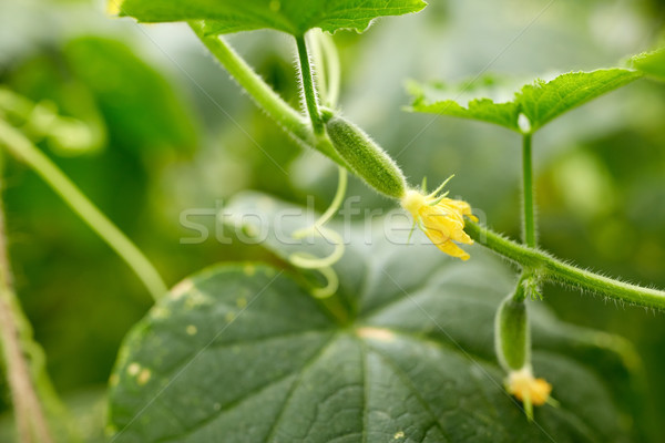 [[stock_photo]]: Concombre · croissant · jardin · légumes · jardinage