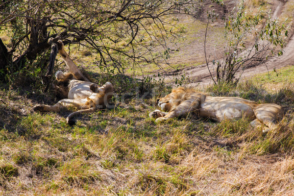 male lions resting in savannah at africa Stock photo © dolgachov