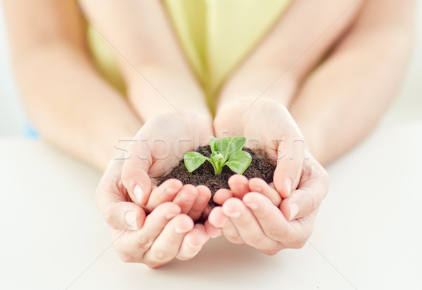 close up of child and parent hands holding sprout Stock photo © dolgachov