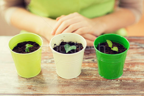 close up of sprouts in pots and gardener or woman Stock photo © dolgachov