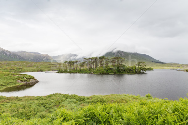 Widoku wyspa jezioro rzeki Irlandia charakter Zdjęcia stock © dolgachov
