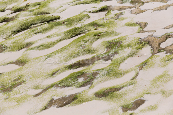 Kamień skały wulkaniczne piasku tekstury powierzchnia Zdjęcia stock © dolgachov