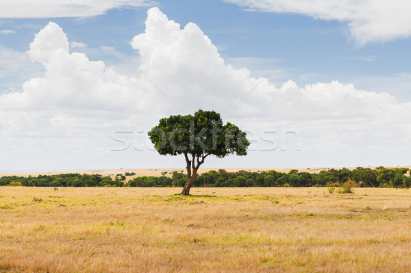 acacia tree in savannah at africa Stock photo © dolgachov