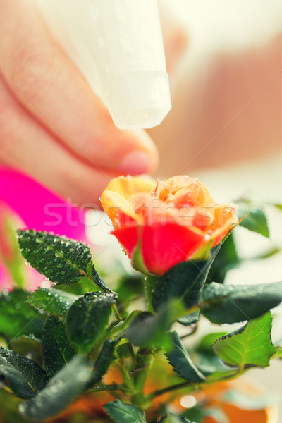 close up of woman hand spraying rose flower Stock photo © dolgachov