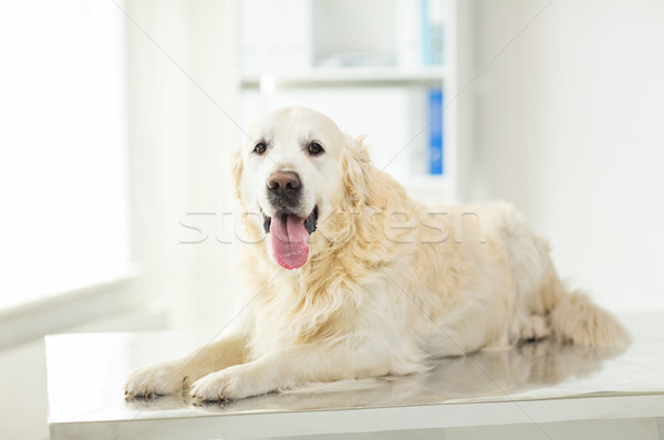 close up of golden retriever dog at vet clinic Stock photo © dolgachov