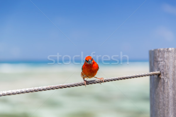 Vermelho sessão corda beira-mar aves animais selvagens Foto stock © dolgachov