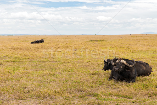 buffalo bulls grazing in savannah at africa Stock photo © dolgachov