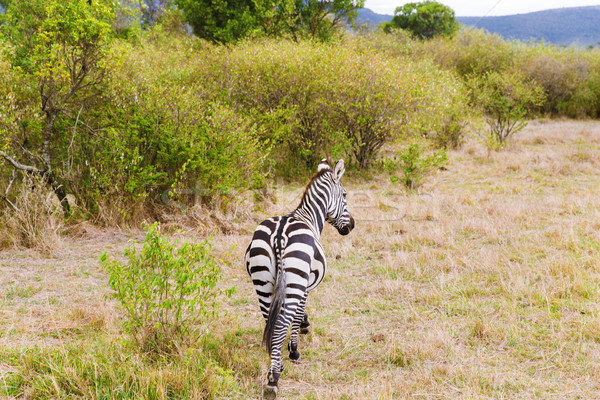 Zebra savanne afrika dier natuur wildlife Stockfoto © dolgachov