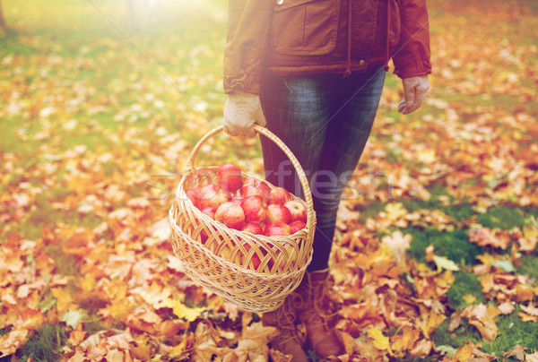 [[stock_photo]]: Femme · panier · pommes · automne · jardin