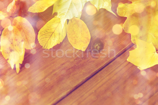close up of many different fallen autumn leaves Stock photo © dolgachov