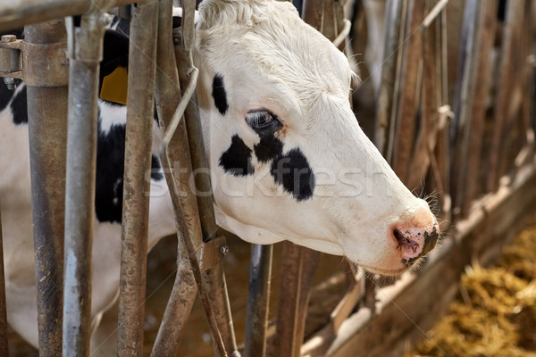 cow in cowshed on dairy farm Stock photo © dolgachov