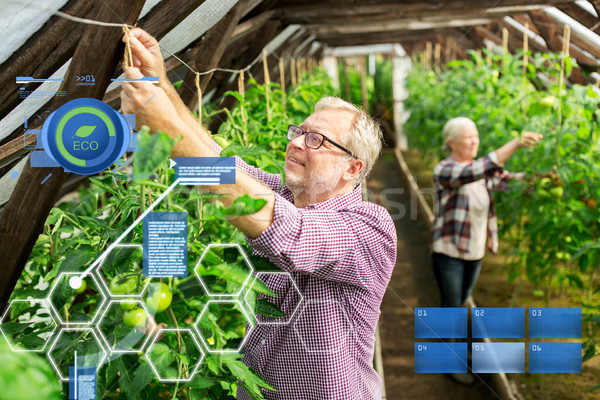 senior couple working at farm greenhouse Stock photo © dolgachov