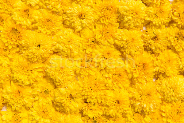 beautiful chrysanthemums flowers Stock photo © dolgachov