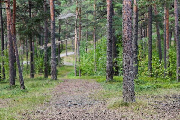 summer pine forest and path Stock photo © dolgachov
