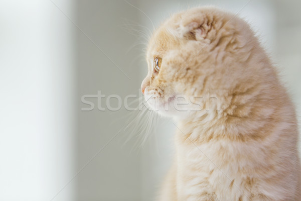 ストックフォト: 子猫 · ペット · 動物 · 猫 · 肖像
