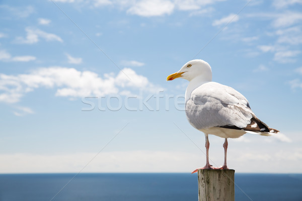 seagull over sea and blue sky Stock photo © dolgachov