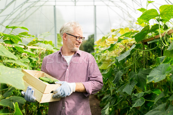 old man picking cucumbers up at farm greenhouse Stock photo © dolgachov