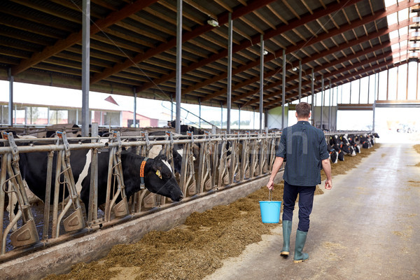 man with bucket walking in cowshed on dairy farm Stock photo © dolgachov