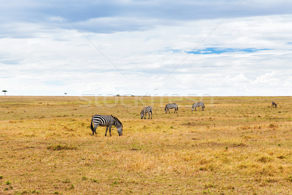 Zebras Savanne Afrika Tier Natur Tierwelt Stock foto © dolgachov
