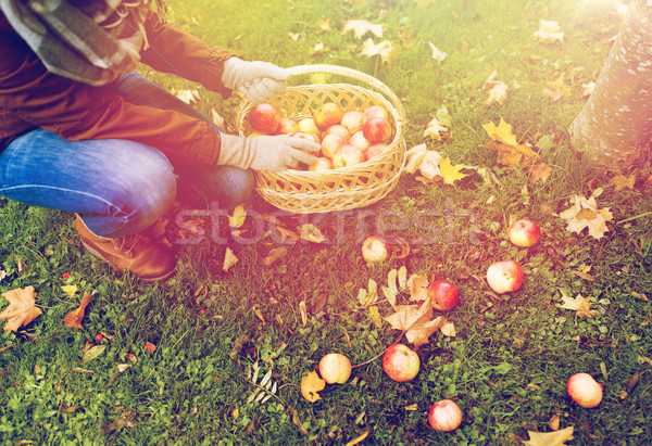 Nő kosár szőlőszüret almák ősz kert Stock fotó © dolgachov