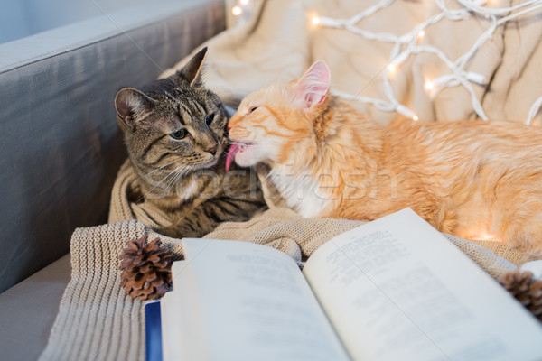 two cats lying on sofa with book at home Stock photo © dolgachov