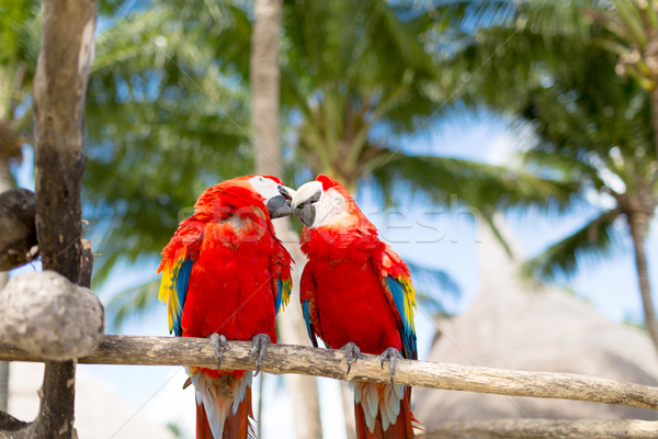 couple of red parrots sitting on perch Stock photo © dolgachov