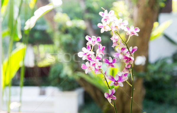 beautiful orchid flowers Stock photo © dolgachov