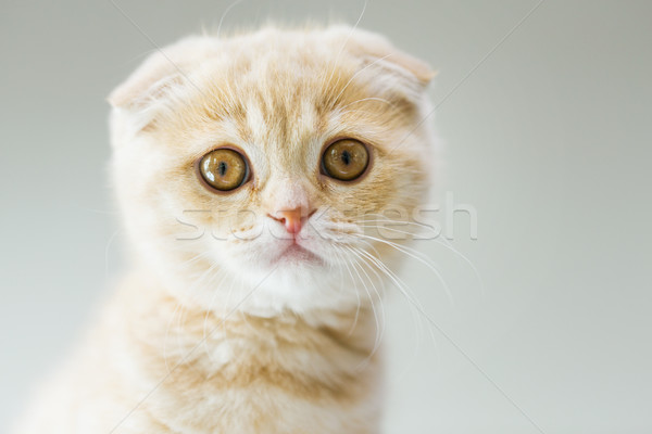 close up of scottish fold kitten Stock photo © dolgachov