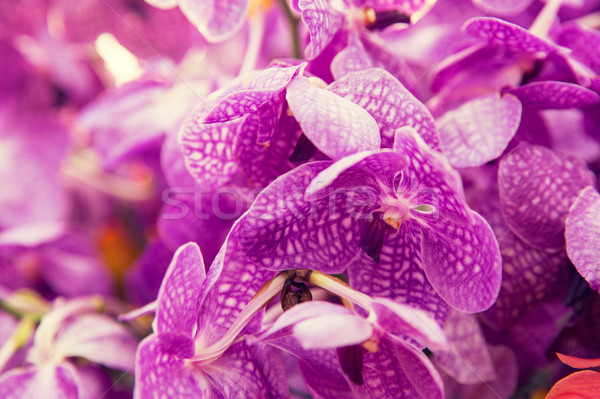 Mooie orchidee bloemen tuinieren plantkunde textuur Stockfoto © dolgachov