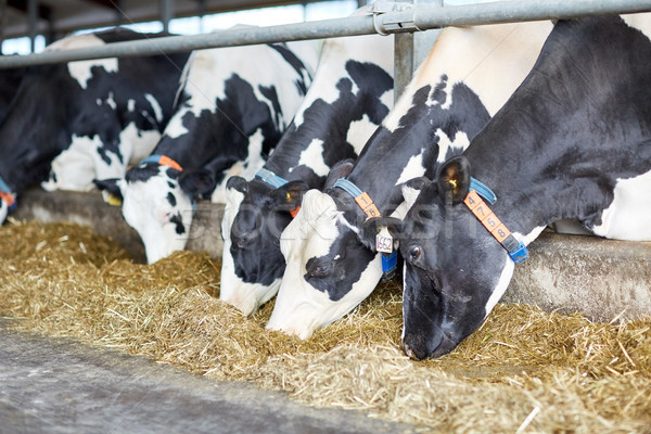 Nyáj tehenek eszik széna tejgazdaság farm Stock fotó © dolgachov