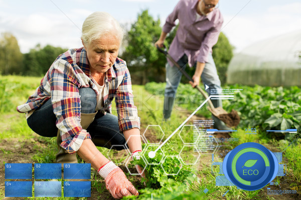 senior couple working in garden or at summer farm Stock photo © dolgachov