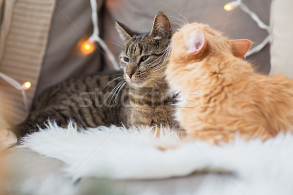 two cats lying on sofa with sheepskin at home Stock photo © dolgachov