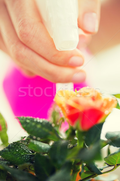 close up of woman hand spraying rose flower Stock photo © dolgachov