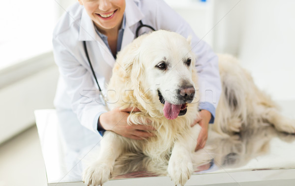 Dierenarts retriever hond kliniek geneeskunde Stockfoto © dolgachov