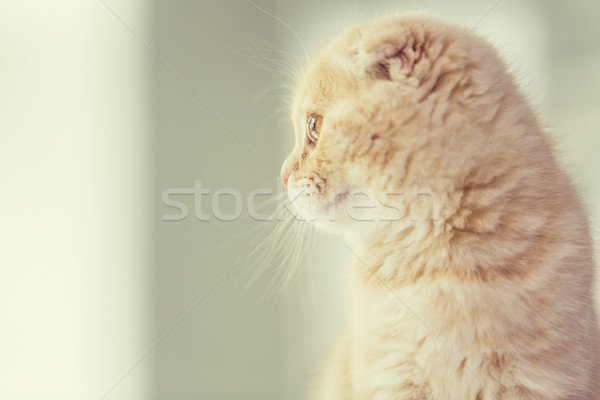 close up of scottish fold kitten Stock photo © dolgachov