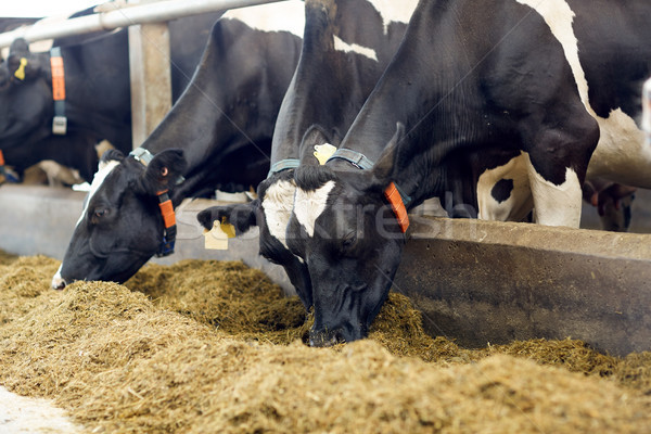 Kudde koeien eten hooi zuivelfabriek boerderij Stockfoto © dolgachov