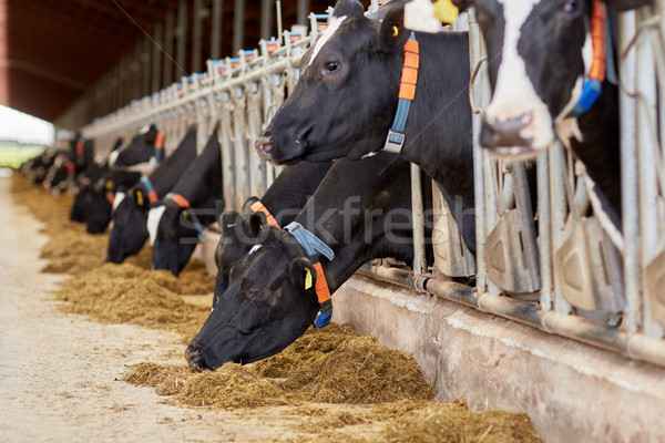 Stock photo: herd of cows eating hay in cowshed on dairy farm