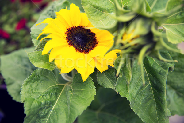 close up of blooming sunflower in garden Stock photo © dolgachov