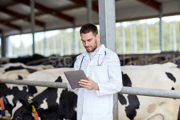 Stock photo: veterinarian with tablet pc and cows on dairy farm