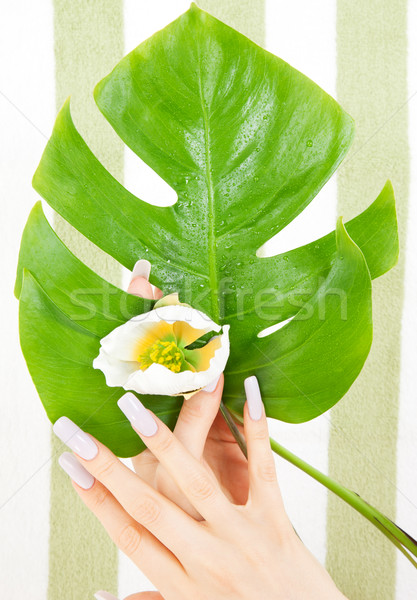 female hands with green leaf and flower Stock photo © dolgachov