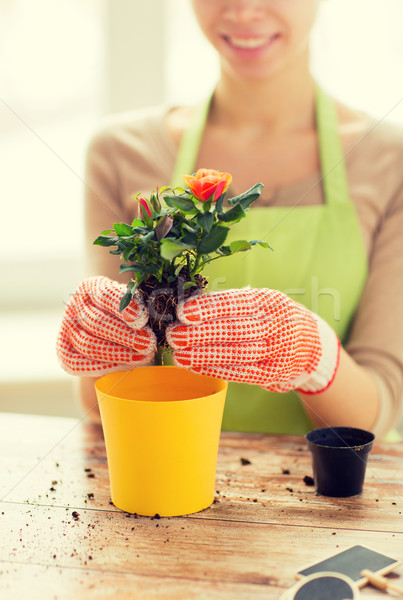 Kobieta ręce róż puli Zdjęcia stock © dolgachov