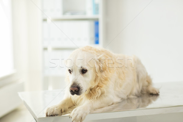 Golden retriever hond dierenarts kliniek geneeskunde Stockfoto © dolgachov